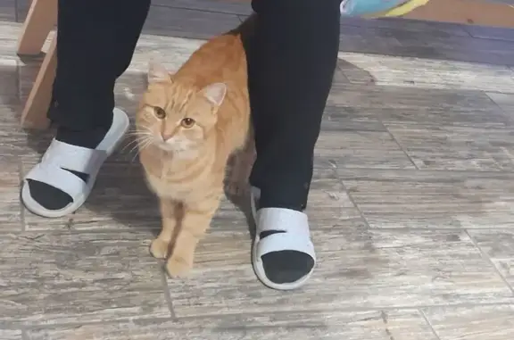 Найденные животные Маслово, фото: Кошка найдена в Маслово, Тульская обл.