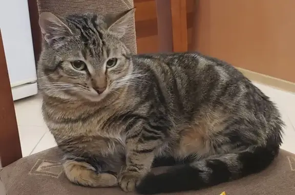 Пропал кот, Анапа, Крутой проезд - photo