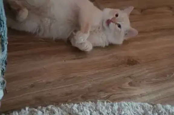 Пропала кошка, бульвар Гусева, 41 - photo