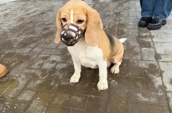 Найдена собака, Орск, фото: Бигль найден у Магнита, Орск, Оренбург