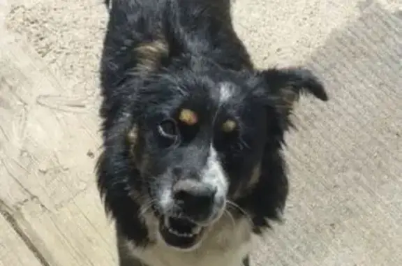 Пропала собака в Выдрино, Бурятия - photo