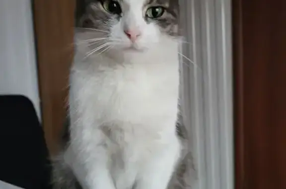 Пропала кошка, ул. Остужева, Воронеж - photo