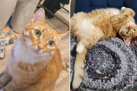 Пропала кошка, район ул. Генкиной, Иваново - photo