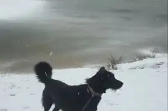 Пропала собака, Озёрная 50, Парголово - photo