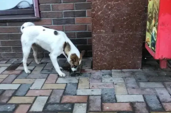 Найдена собака, Ставрополь, фото: Собака найдена: ул. Спартака, 2, Ставрополь