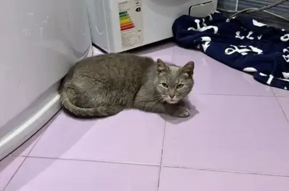 Найдена кошка, Калининец, фото: Кошка найдена: Фабричная ул., Калининец