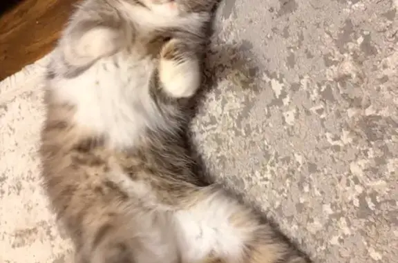 Найдена кошка, Зубовский сельсовет, фото: Кошка без хвоста в СНТ Заозерье, Башкортостан