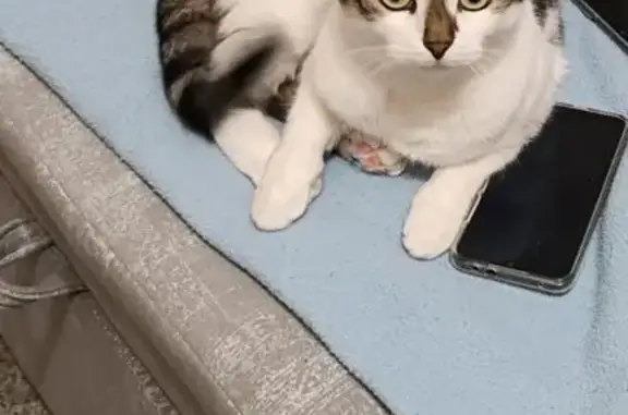 Пропала трёхцветная кошка, Союзная 55Б - photo