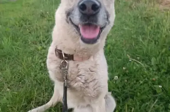 Пропала собака, ул. Герцена, Цивильск - photo
