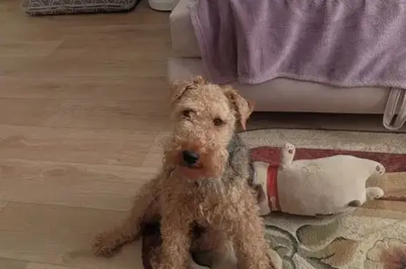 Пропала собака в Южно-Сахалинске - photo