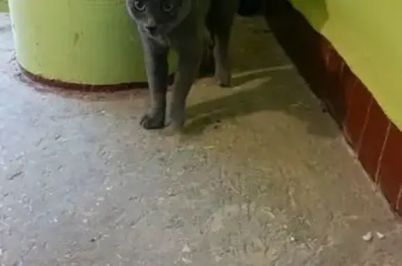 Объявления о пропавших и найденных животных, Псков, фото: Кошка найдена: Зобова, 11, Псков