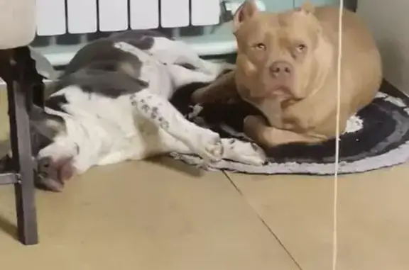 Пропала собака в Иванищи, Владимир-Тума - photo