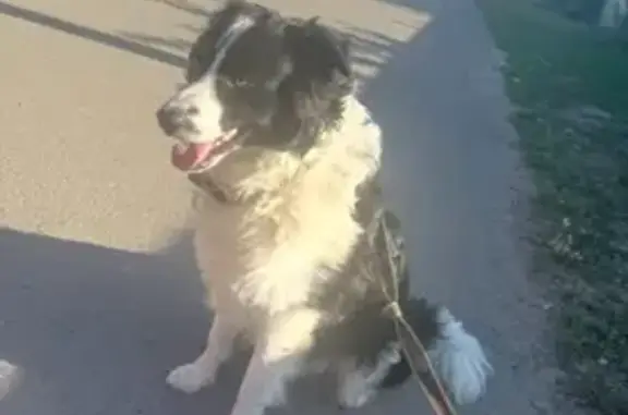 Пропала собака, Советская ул., 30А, Донское - photo