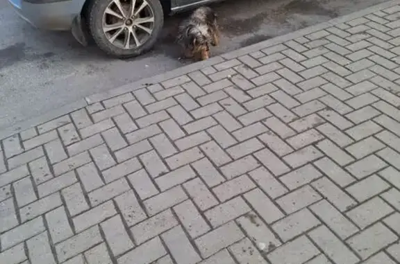 Найдена собака, Батайск, фото: Собака у магазина, Короткий пер., 1, Батайск