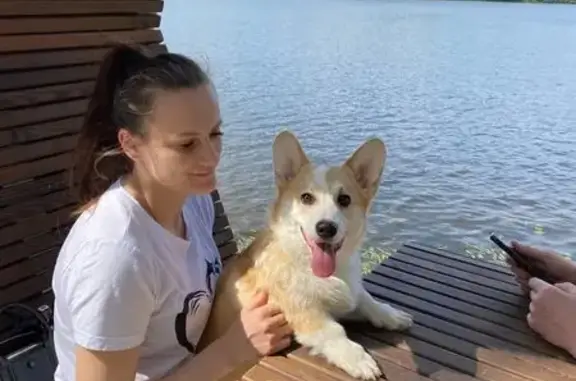 Пропала собака у дома 2, Десногорск - photo