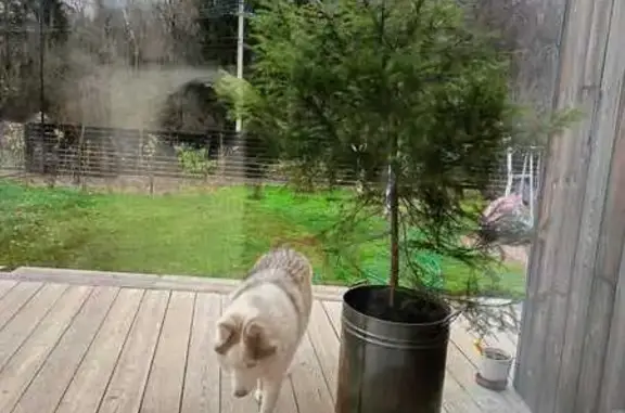 Пропала хаски, Солнечная ул., 5, Северный - photo