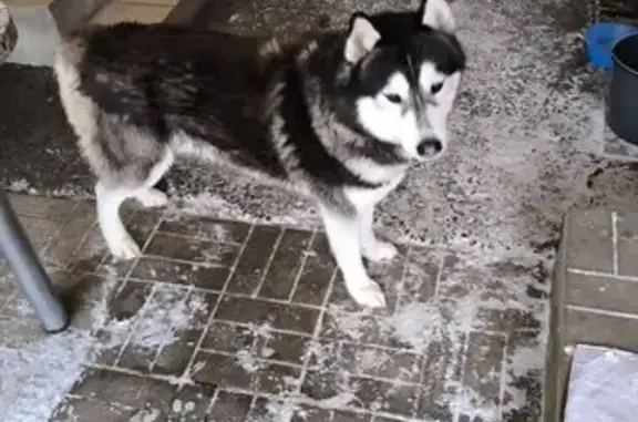 Найдена собака, Тютьково, фото: Хаски найден в Тютьково, МО