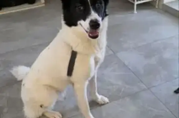 Найдена собака, Алексино, фото: Собака найдена в Алексино, Смоленская обл.