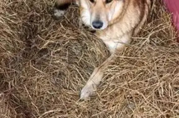 Пропала собака, Центральная ул., Колонтаево - photo