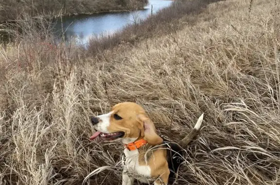 Собаки потеряшки, Мелиховская, фото: Потеряшка бигль Айла, Нижнедонской