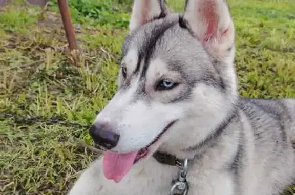 Пропала собака, Кемеровская обл. - photo