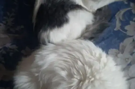 Пропала кошка, Чапаева 20, Чебоксары - photo