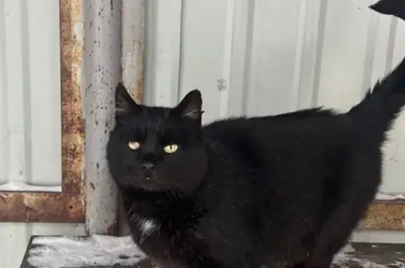 Найденные животные Гурьевск, фото: Котик найден у ул. Фабричная, Гурьевск