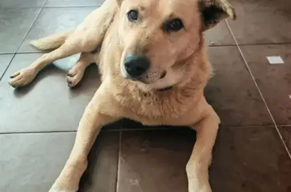 Найдена собака, Москва, фото: Найдена собака, Южнобутовская 56, Москва