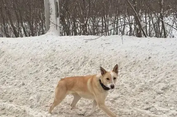 Собака у АЗС Башнефти, ул. Западная - photo