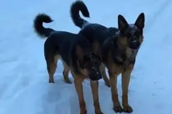 Найдена собака, Морозовское, фото: Овчарки в Садах, Морозовское, Ленобласть