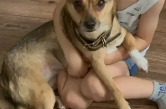 Пропала собака, Уфа, Интернациональная 155 - photo