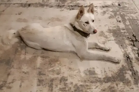 Найдена собака, Красноярск, фото: Найдена собака на ул. Калинина, Красноярск