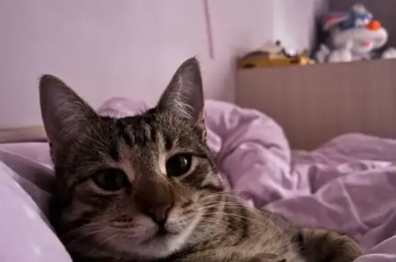 Кот пропал: Молодёжная 28, Ессентуки - photo