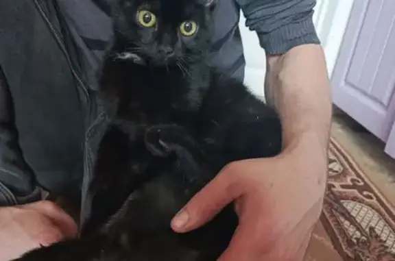 Найдена кошка, Троицк, фото: Кошка найдена в Троицке, Челябинская обл.