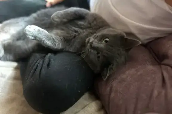 Пропала кошка, ул. Прокофьева, 7, Шахты - photo