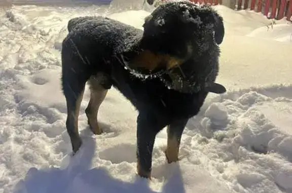 Найдена собака, Нижний Новгород, фото: Ротвейлер найден: Плетневская ул., Н. Новгород