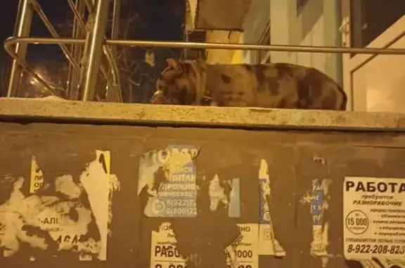 Найдена собака, Екатеринбург, фото: Собака на ул. Данилы Зверева 7, Екб