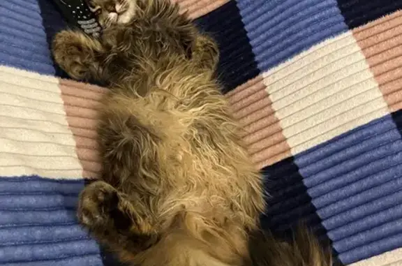 Пропала кошка, Ленинградский пр., 44 - photo