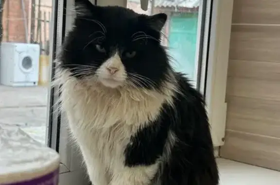 Пропала кошка, Смирновский пер. 32, Таганрог - photo