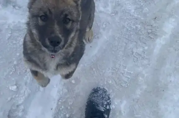 Пропала собака, Аргаяш - photo