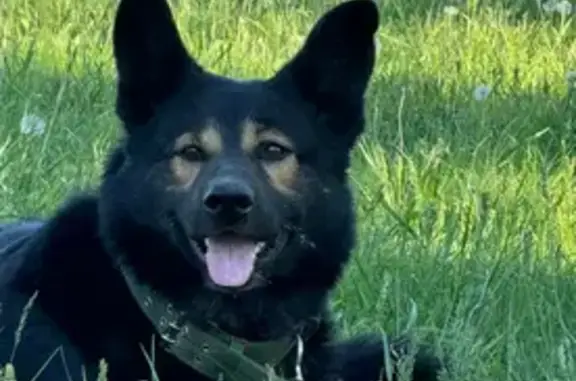 Пропала собака, Москва - photo