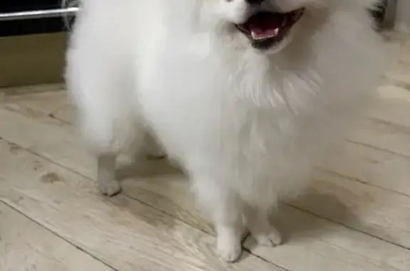 Пропала собака, Аксёнова 51А, Хабаровск - photo