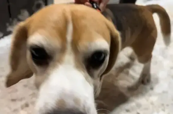 Найдена собака, Пенза, фото: Найдена собака, пр. Строителей, 40