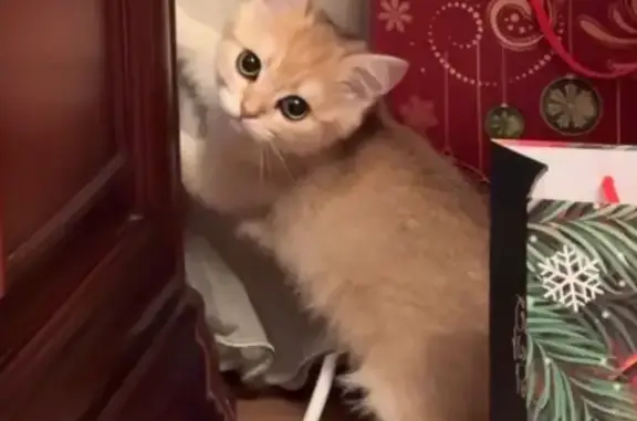 Пропала кошка на Шипиловской, 6 к3 - photo