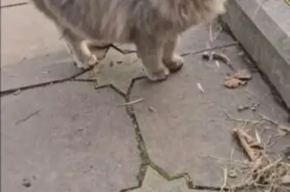 Найдена кошка, Нальчик, фото: Найдена кошка, улица Пачева, 57, Нальчик