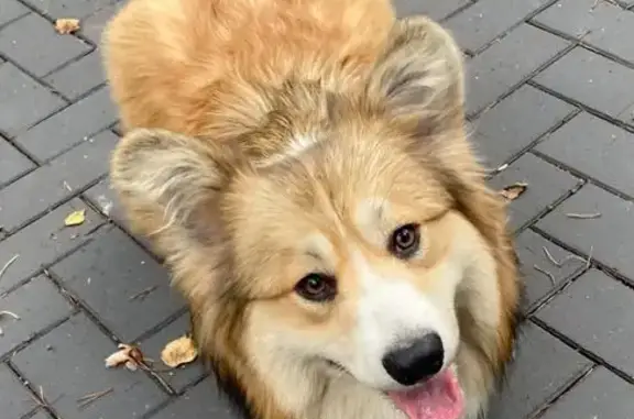 Пропала собака, Парголово - photo