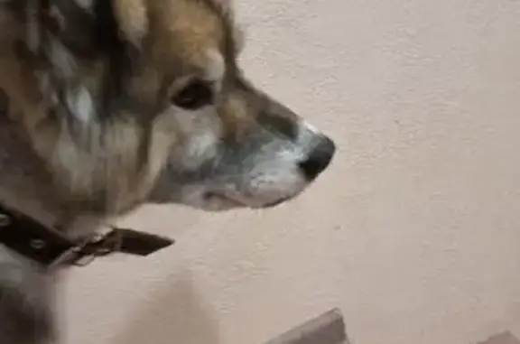 Найдена собака, Ягодное, фото: Найдена собака, Ягодное, ул. Грачёва 124