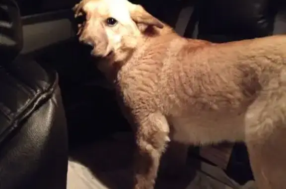 Найденные животные Чита, фото: Найдена собака в Чите, Забайкалье