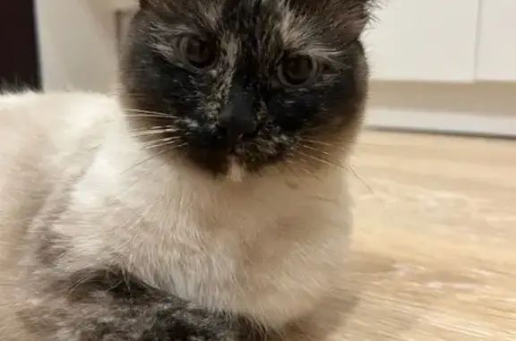 Объявления о пропавших и найденных животных, Сургут, фото: Кошка найдена: Пролетарский пр., 14, Сургут