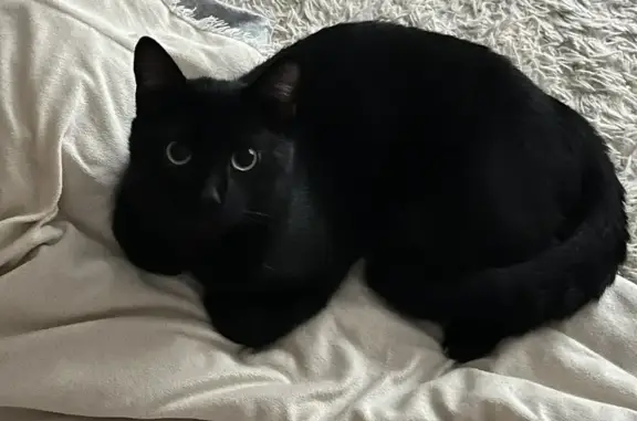 Пропал кот Дэб, ул. Арбан, 10, Абакан - photo